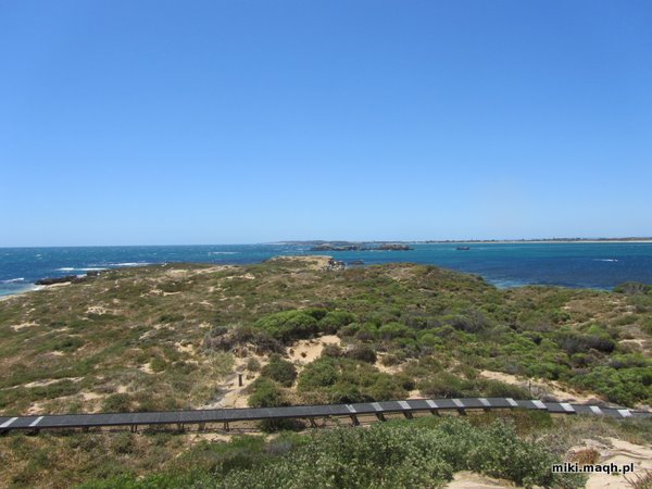 Sea kayaking to Penguin Island