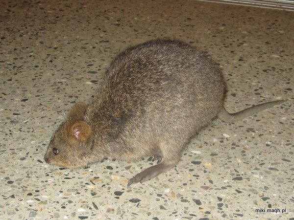 Rottnest Island