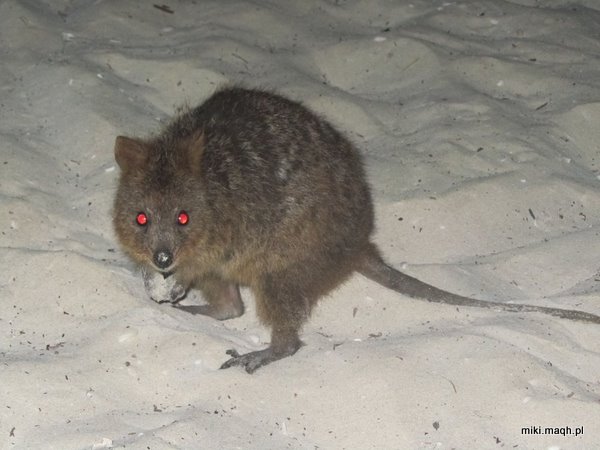 Rottnest Island