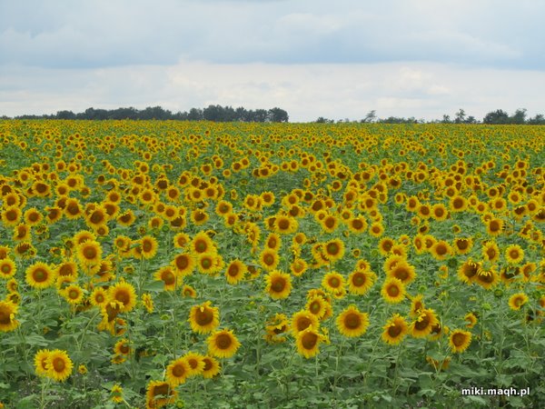 Mongol Rally [2]: Ukraine