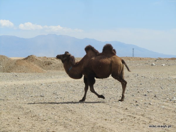 Mongol Rally [9]: Mongolia!
